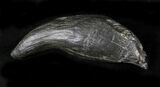Massive Fossil Sperm Whale Tooth - Georgia #21717-1